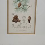 Botanical plate engraving Maritime pine Fournier