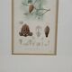 Botanical plate engraving Maritime pine Fournier