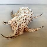 Lambis shell