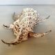 Lambis shell