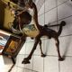 Fauteuil Dagobert curule en noyer