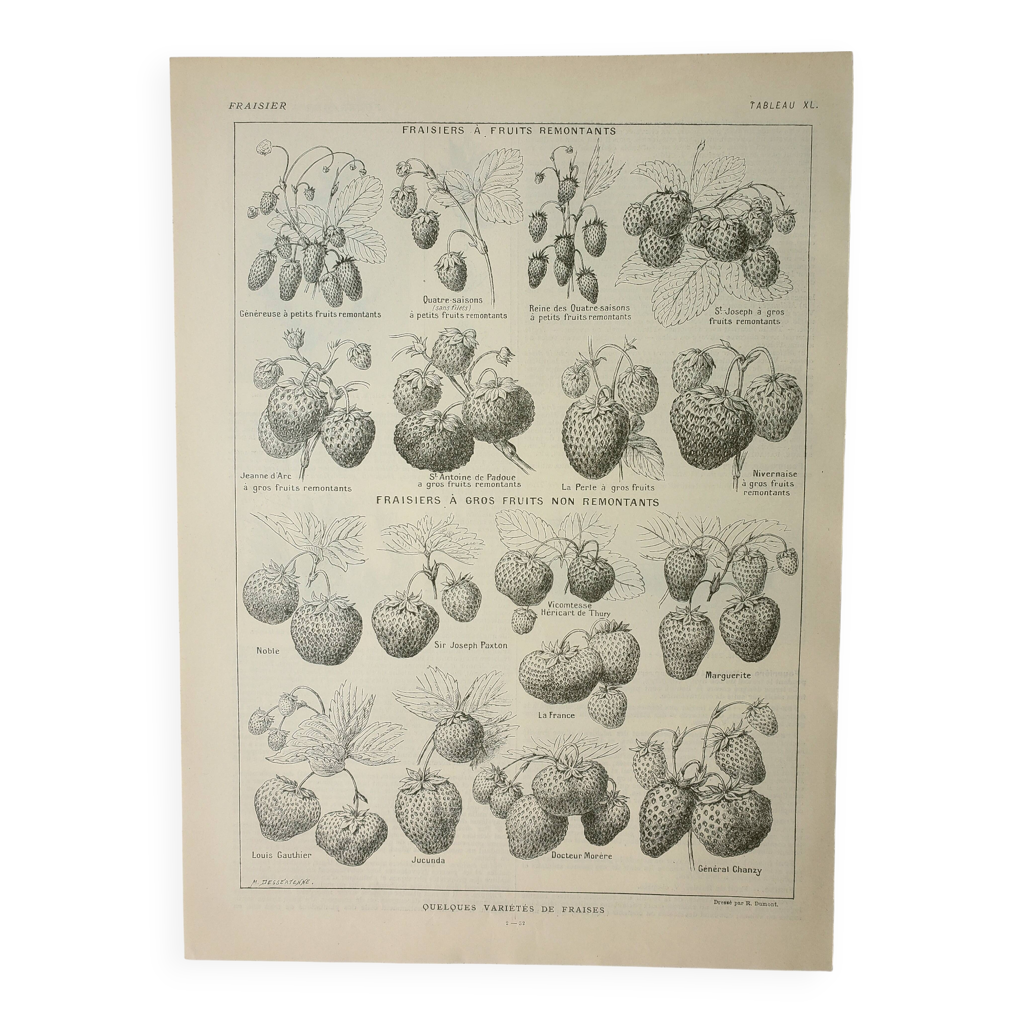 Old engraving 1922, Strawberries, strawberry plants, agriculture, fruit • Lithograph, original illustration