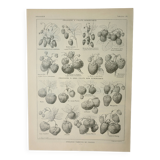 Gravure ancienne 1922, Fraises, fraisiers, agriculture, fruit • Lithographie, illustration originale