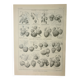 Old engraving 1922, Strawberries, strawberry plants, agriculture, fruit • Lithograph, original illustration