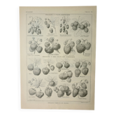 Gravure ancienne 1922, Fraises, fraisiers, agriculture, fruit • Lithographie, illustration originale