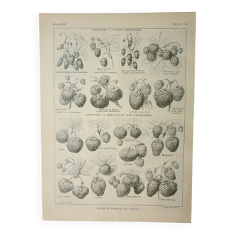 Gravure ancienne 1922, Fraises, fraisiers, agriculture, fruit • Lithographie, illustration originale