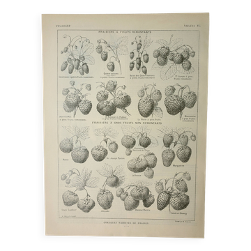 Old engraving 1922, Strawberries, strawberry plants, agriculture, fruit • Lithograph, original illustration