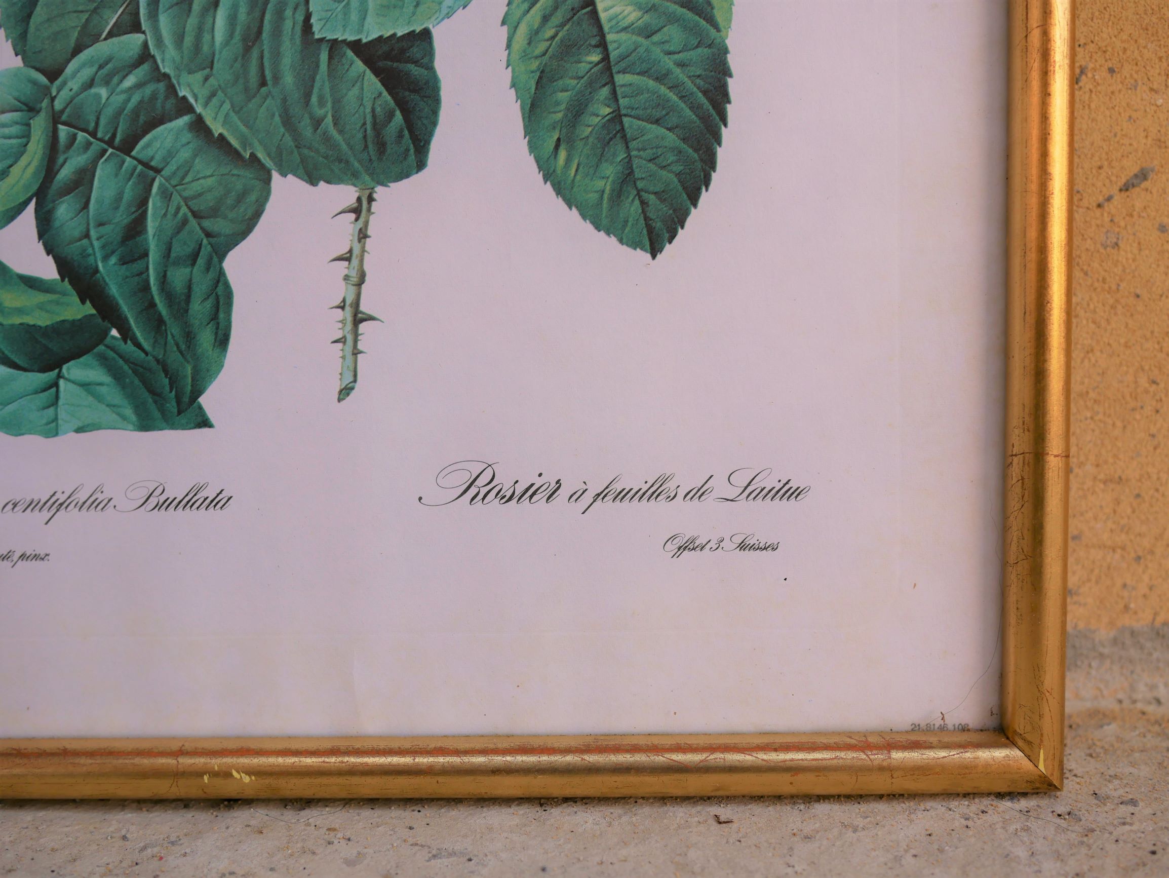 Vintage botanical poster "Rosa Centifolia Bullata" by P.J.Redouté