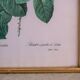 Vintage botanical poster "Rosa Centifolia Bullata" by P.J.Redouté
