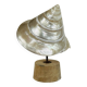Coquillage