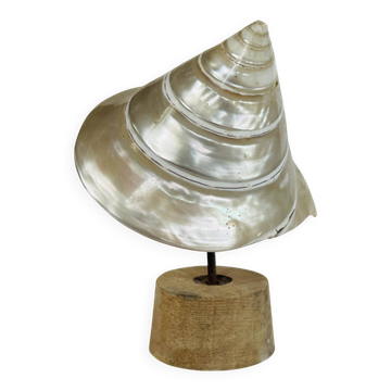 Coquillage