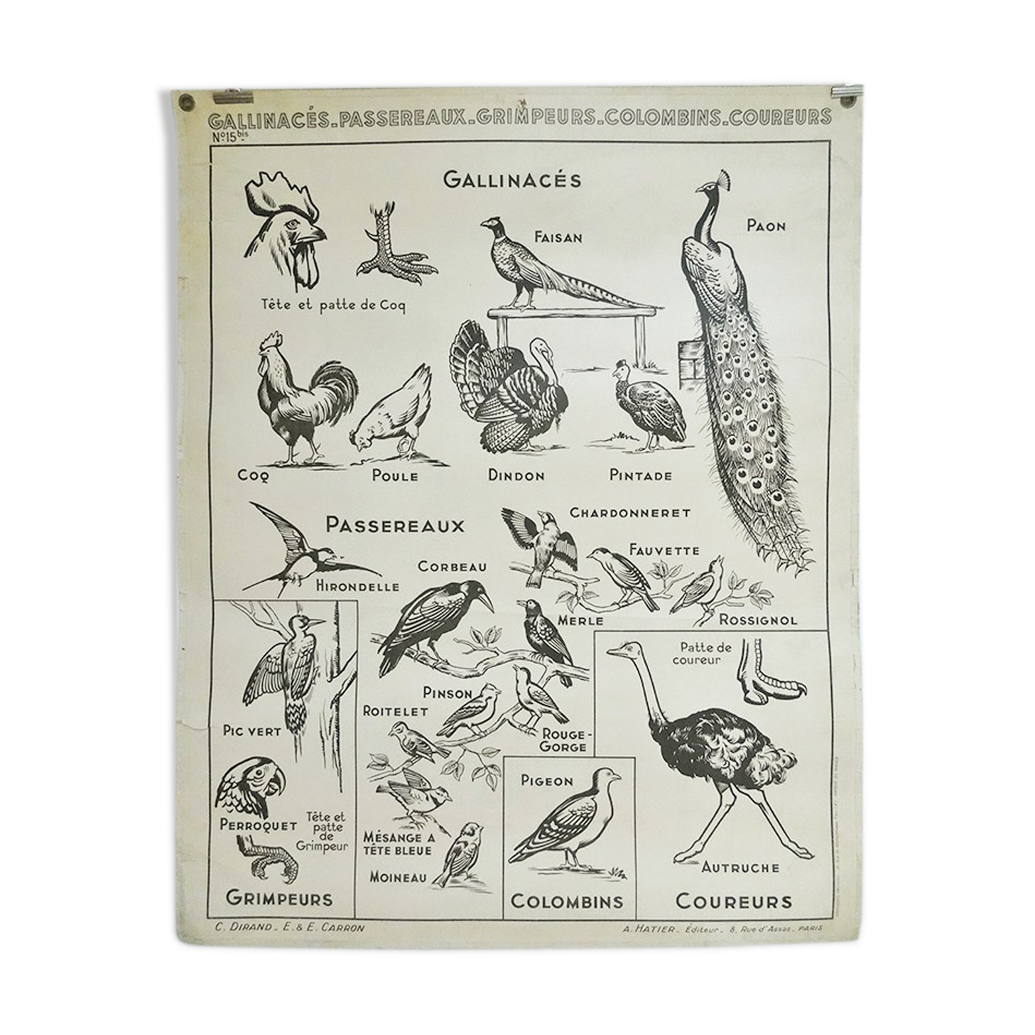 Hatier Poster Birds, The Gallinaceans