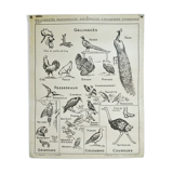 Hatier Poster Birds, The Gallinaceans