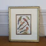 Lithographic frame of birds