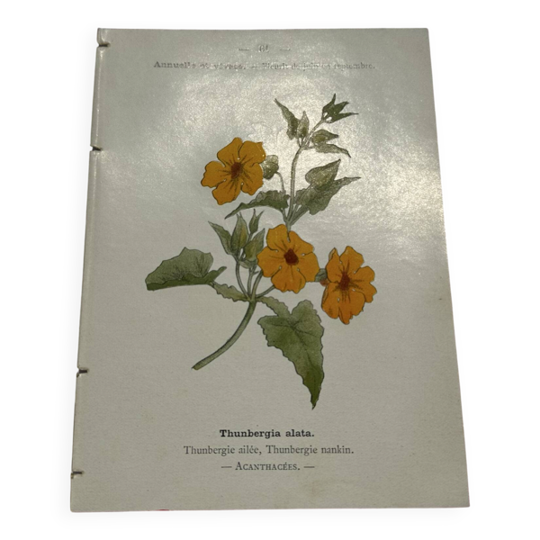 Gravure florale planche botanique vintage double face