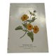 Gravure florale planche botanique vintage double face