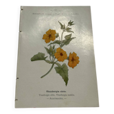 Vintage double-sided botanical print floral engraving