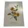 Gravure florale planche botanique vintage double face