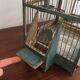 Double bird cage