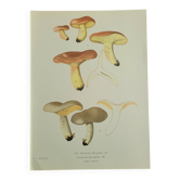 Lithographic plate mushroom Lactaure, 1960
