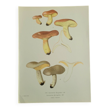 Lithographic plate mushroom Lactaure, 1960