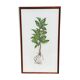 Botanical board