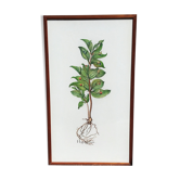 Planche de botanique