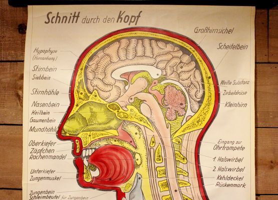 Poster allemand de l'anatomie de la tête années 60
