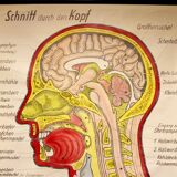 Poster allemand de l'anatomie de la tête années 60
