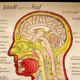 The Anatomy of the head 60 years German poster
