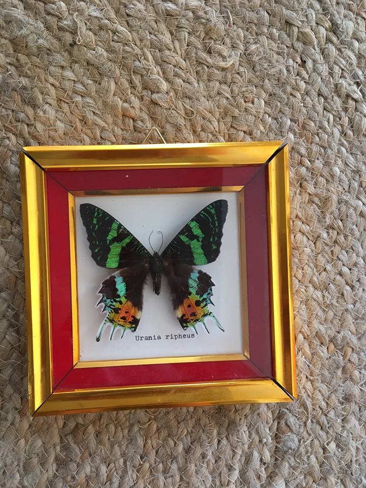 Framework of madagascar urania ripheus butterfly