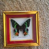 Framework of madagascar urania ripheus butterfly