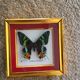 Framework of madagascar urania ripheus butterfly