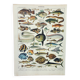 Old engraving 1898, Fish 1, marine animals • Lithograph, Original plate
