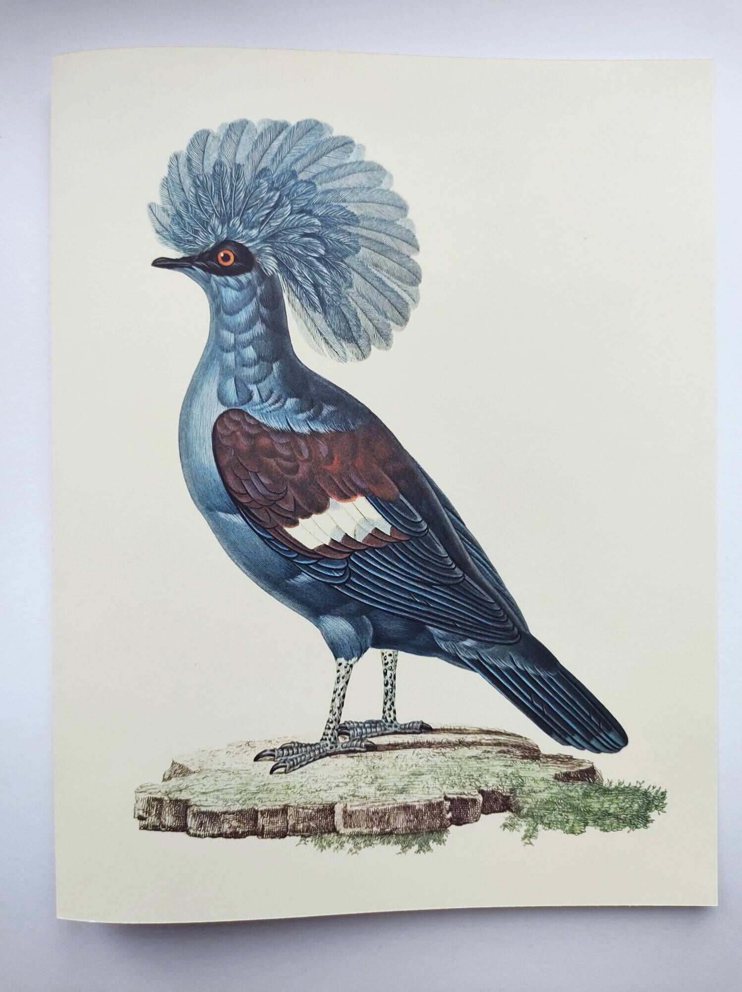Old plate - Crowned Goura - Vintage zoological and ornithological illustration from 1970 - Bird