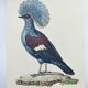Old plate - Crowned Goura - Vintage zoological and ornithological illustration from 1970 - Bird