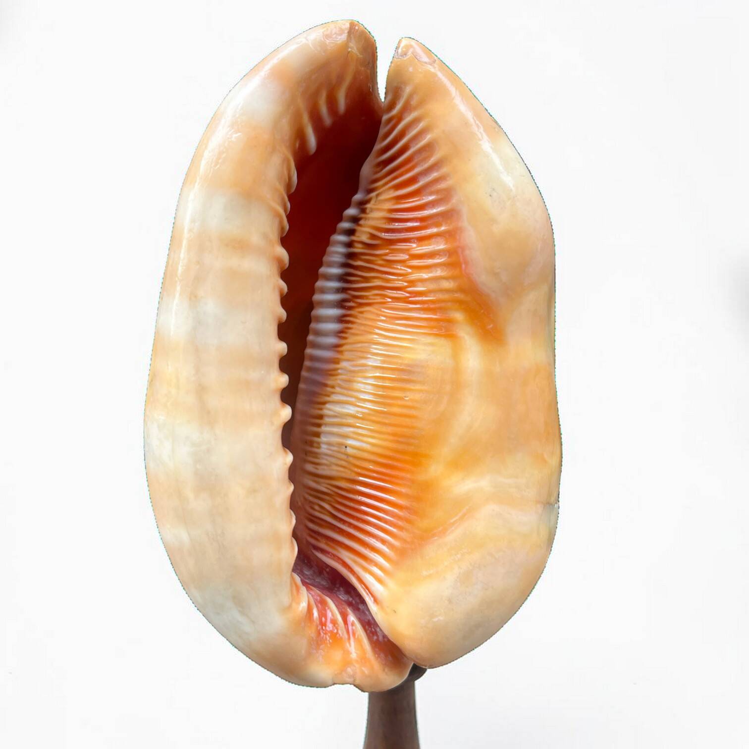 Red helmet shell conch on turned wooden base 19th century