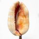 Red helmet shell conch on turned wooden base 19th century