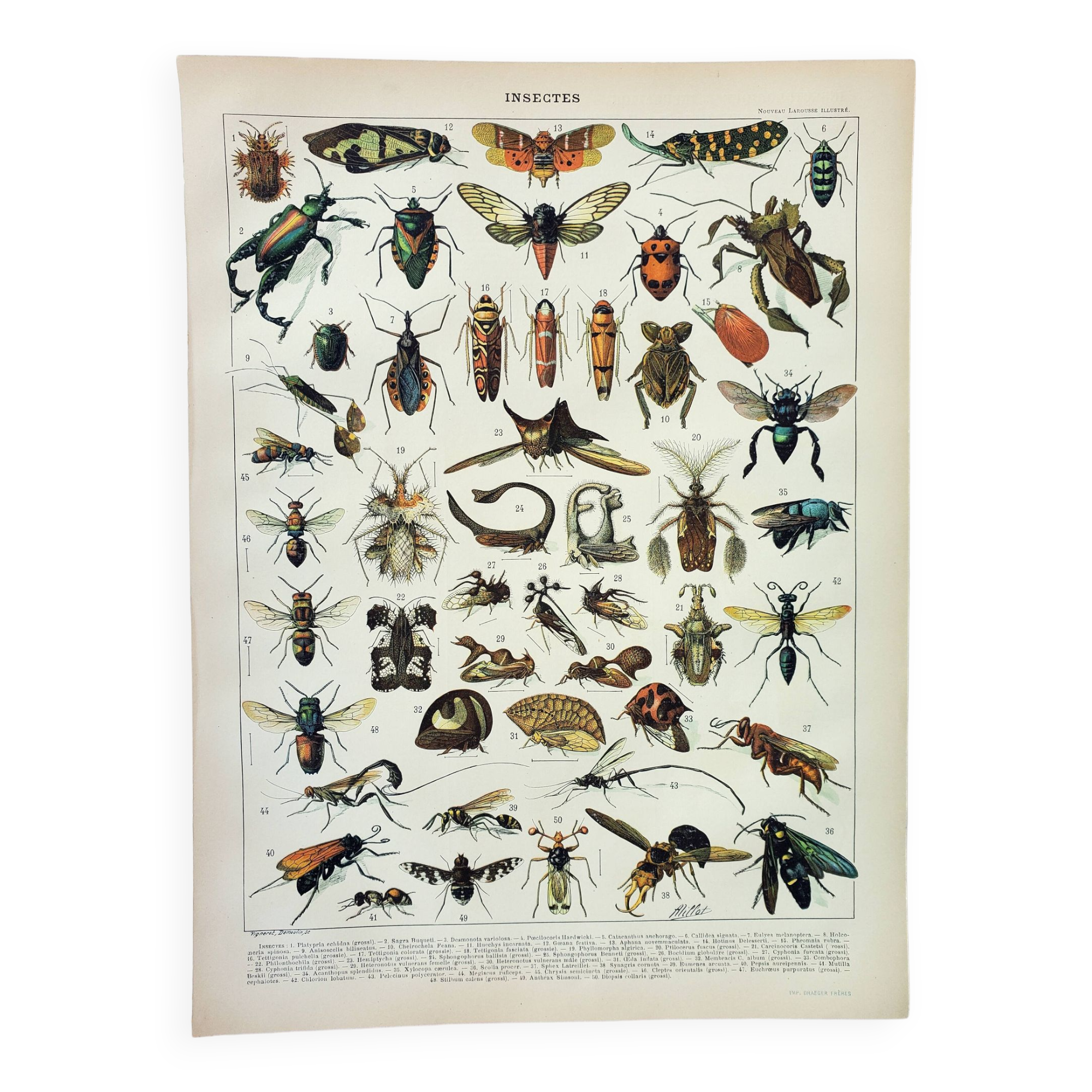 Old engraving 1898, Insects 2, entomology • Lithograph, Original plate