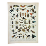 Old engraving 1898, Insects 2, entomology • Lithograph, Original plate