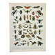 Old engraving 1898, Insects 2, entomology • Lithograph, Original plate