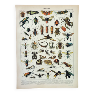 Gravure ancienne 1898, Insectes 2, entomologie  • Lithographie, Planche originale
