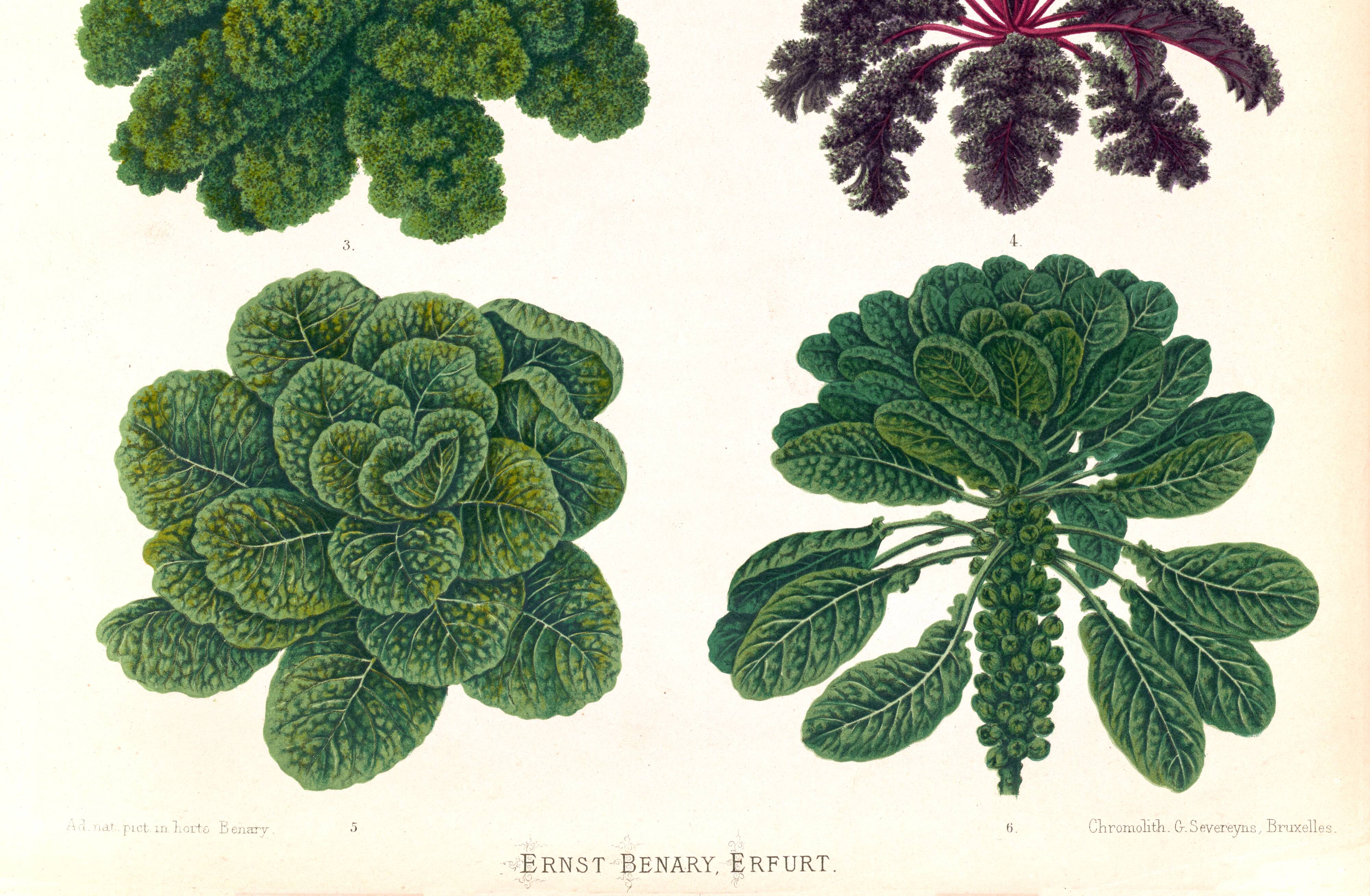 Poster about Brussels sprouts and curly endive, based on an 1886 engraving