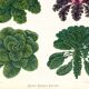 Poster about Brussels sprouts and curly endive, based on an 1886 engraving