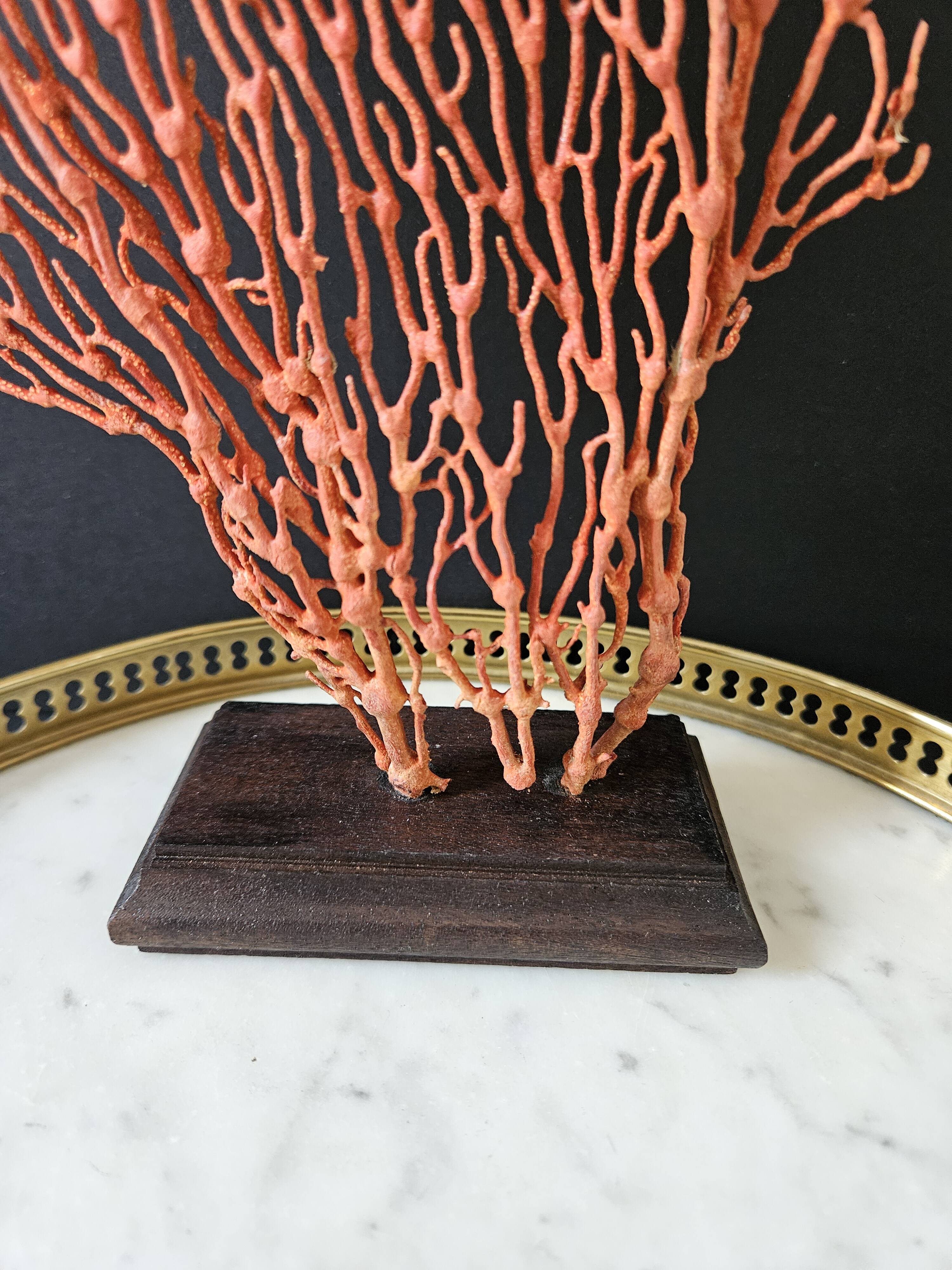 Red Gorgon Wooden Base. H: 34 cm