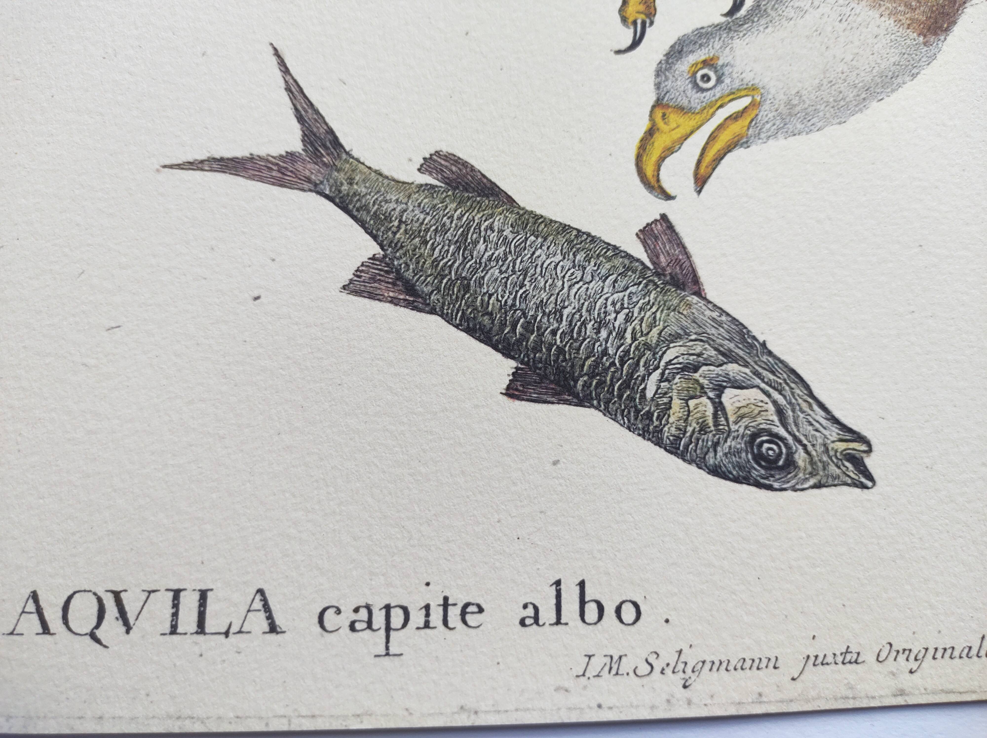 Antique bird engraving - Eagle - Vintage natural plate by Seligmann