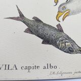 Antique bird engraving - Eagle - Vintage natural plate by Seligmann