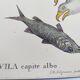 Antique bird engraving - Eagle - Vintage natural plate by Seligmann