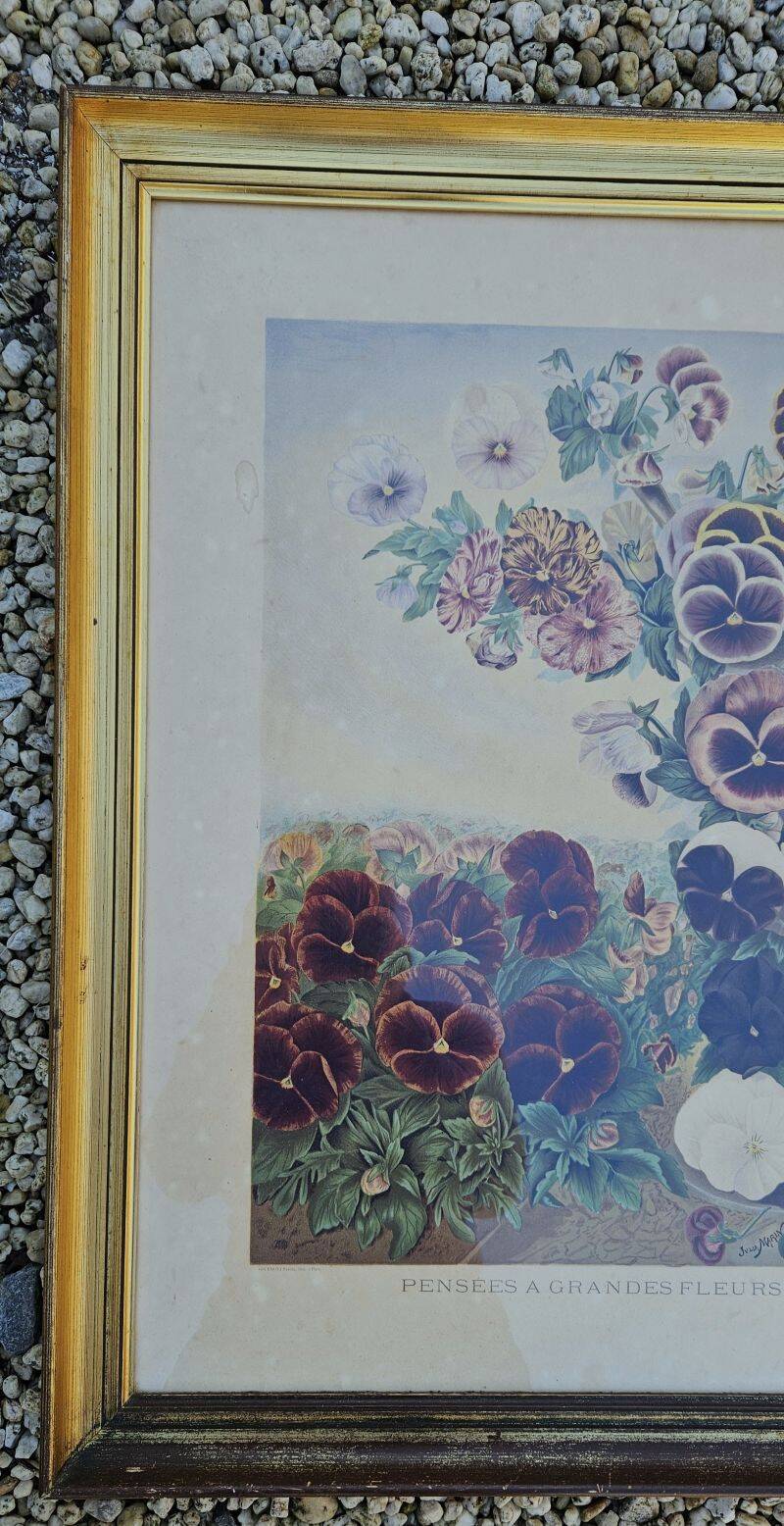 Julia Marin - Impression Thoughts on Large Flowers Around 1900