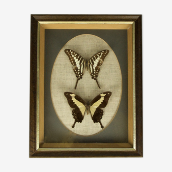 Framed butterflies vintage - Polycenes and Phorcas